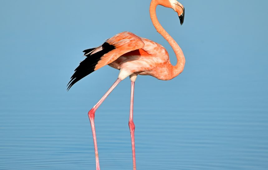 सर्वस्व अर्पण करणारा