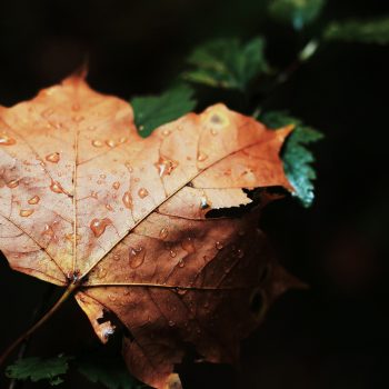 आठवणींचे दवबिंदू