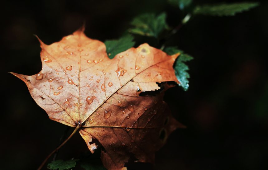 आठवणींचे दवबिंदू