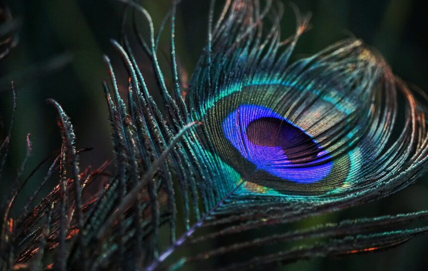 कान्हा मीरेचा होईल ना